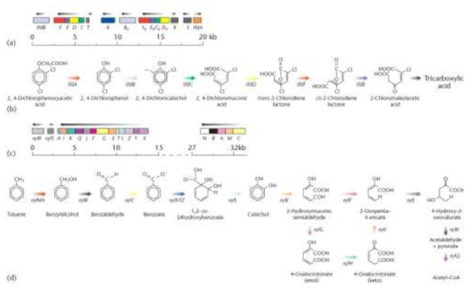 Tol-Plasmid를 통한 톨루엔의 분해 과정(Catabolic Plasmids, Radomir)