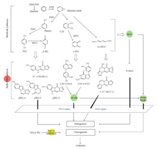 Benzene의 Metabolism pathway (Formation and Repair of Tobacco Carcinogen-Derived Bulky DNA Adducts, Bo hang