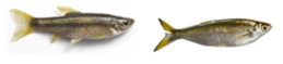 왜몰개(Aphyocypris chinensis, 왼쪽) 및 피라미(Zacco platypus, 오른쪽)