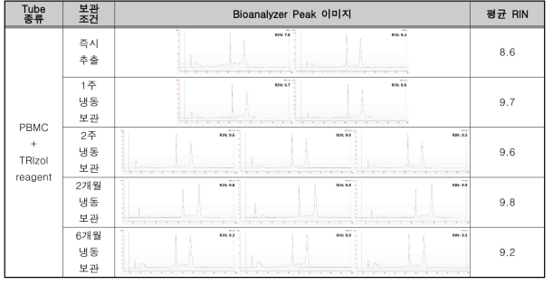 PBMC + TRIzol reagent (invert) 보관 조건의 RNA 추출 정성 결과