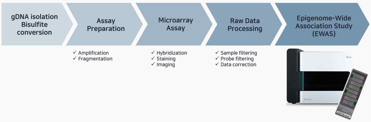 EPIC arrary를 활용한 DNA methylation 실험 및 전처리 과정