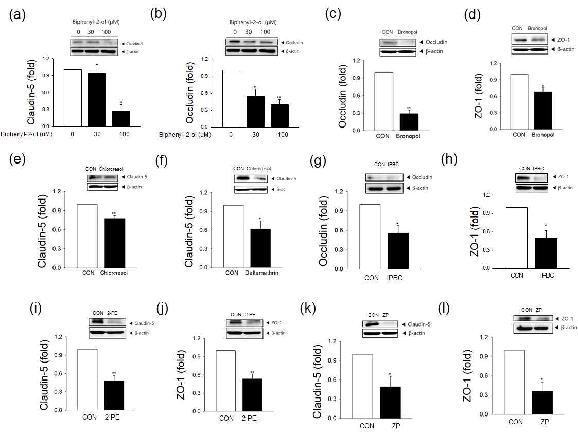 그 외 살생물제의 밀착 연접 단백 (tight junction protein)에 대한 영향 분석; (a-b) biphenyl-2-ol; (a) occludin, (b) claudin-5 발현량 변화, (c-b) bronopol; (c) claudin-5, (d) ZO-1 발현량 변화, (e) chloecresol; claudin-5, (f) deltamethrin; claudin-5, (g-h) IPBC; (g) ocludin, (h)ZO-1 발현량 변화, (i-j) 2-phenoxyethanol (2-PE); (i) claudin-5, (j) ZO-1; (k-i)Zinc pyrithione (ZP); (k) claudin-5, (i) ZO-1 발현량 변화