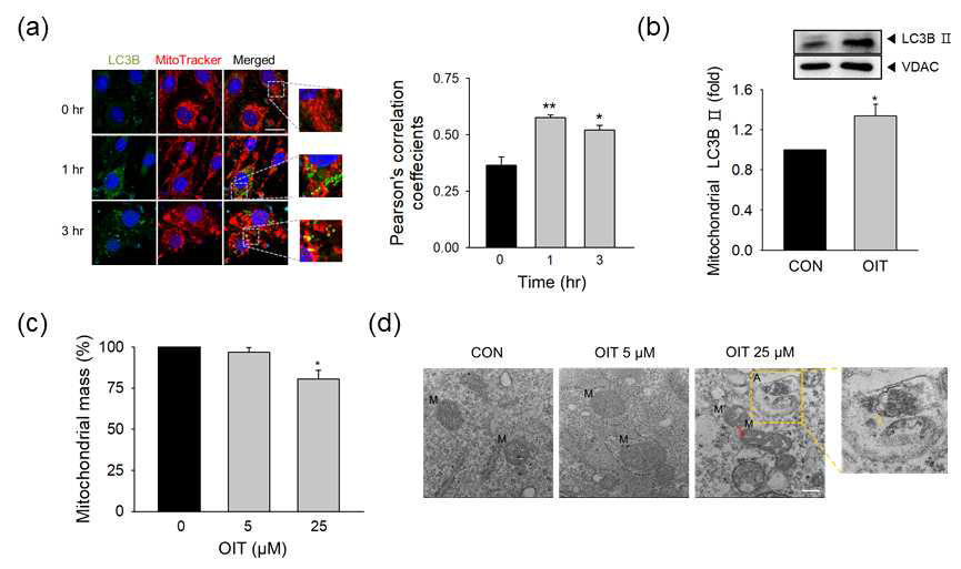 OIT 노출 후 bEND.3 세포에서 (a) autophagosome (LC3B) - 미토콘드리아 (mitoTracker) 동시 국소화 (co-localization) 분석, (b) 웨스턴블롯을 통한 미토콘드리아 분획에서 autophagosome marker (LC3B) 확인, (c) 미토콘드리아 양적 분석, (d) 전자주사현미경 (Transmission Electron Microscope; TEM) 사진을 통한 mitophagy 분석