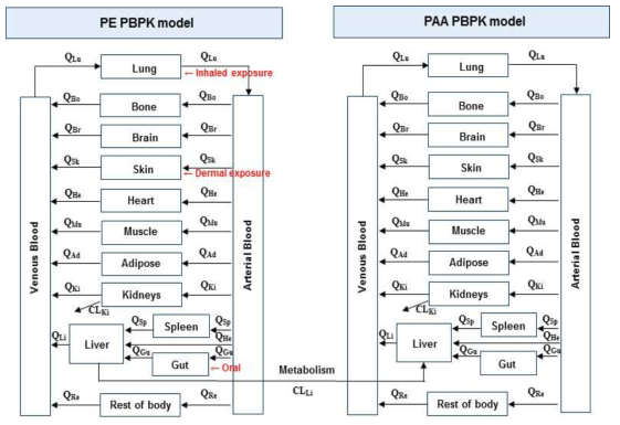 PE PBPK model structure