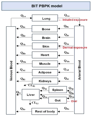 BIT PBPK model structure