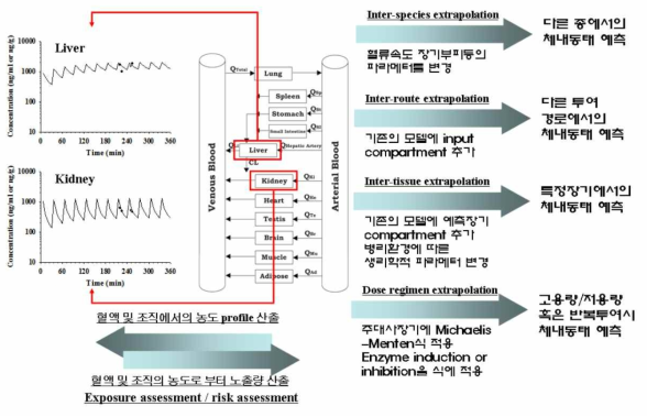 PBPK/PBTK의 노출/위해평가에의 활용