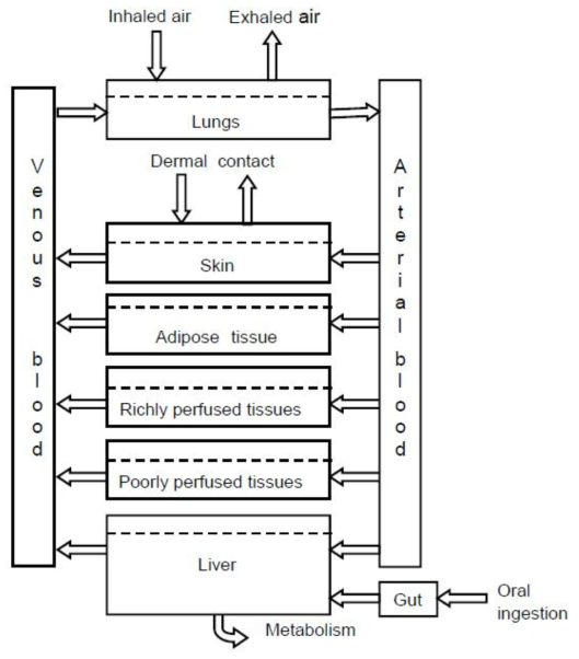 다경로 노출의 PBPK/PBTK 모델링 예시, EPA 2006, Approaches for the Application of Physiologically Based Pharmacokinetic (PBPK/PBTK) Models and Supporting Data in Risk Assessment