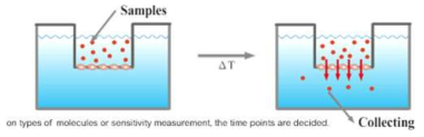 In vitro permeability 실험 개요