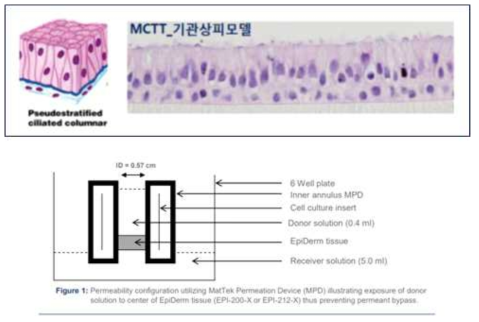 MCTT 기관상피모델을 활용한 기관지 투과도 시험 예시