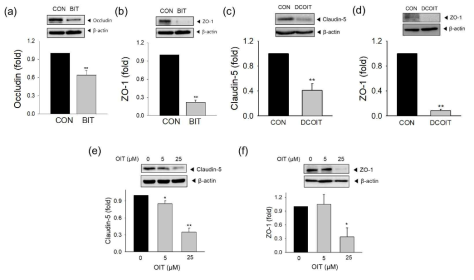 대표 살생물제 3 종의 밀착 연접 단백 (tight junction protein)에 대한 영향 분석; (a-b) BIT; (a) occludin, (b) ZO-1 발현량 변화, (c-b) DCOIT,; (c) claudin-5, (d) ZO-1 발현량 변화, (e-f) OIT; (e) claudin-5, (f) ZO-1 발현량 변화