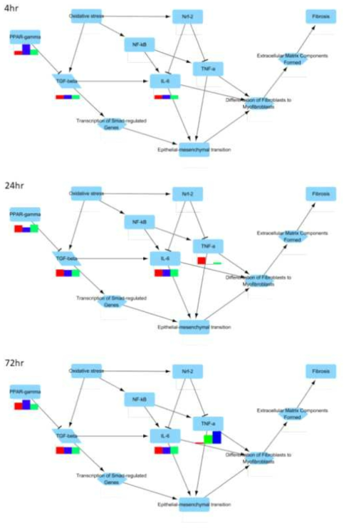 블레오마이신의 실험 데이터를 중첩한 AOP206 네트워크