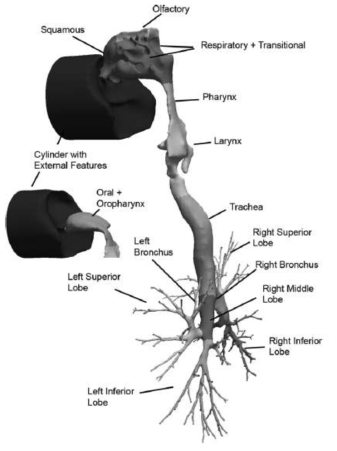 인체 가상 폐 모델의 표면 지도 (Corley et al., 2012)