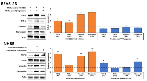 PPARγ 억제제/작용제 처리 후 폐질환 관련 인자 단백질 발현