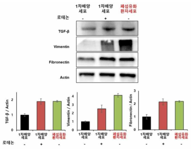NHBE 세포와 폐섬유화 환자세포의 표적인자 단백질 발현 비교