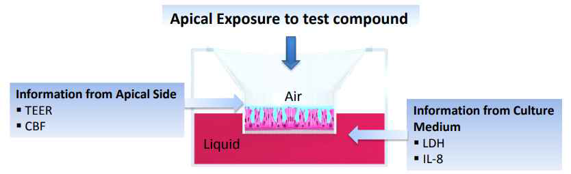 Epithelix 공기-액체 계면(ALI) 배양 시험법(MucilAir™)