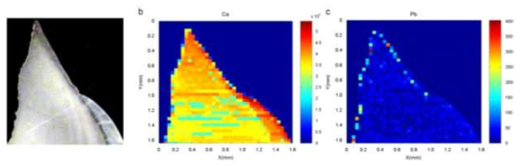 XRF 이미징 분석을 통한 유치 enanmel 상 Ca과 Pb의 분포