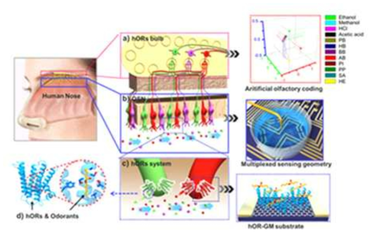 MEMS 일체형 다중 바이오나노 전자 코 제보 방법 및 신호 처리 분석