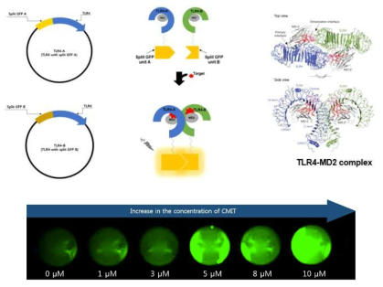 TLR4 단백질 제조 모식도 및 CMIT 형광 검출 결과