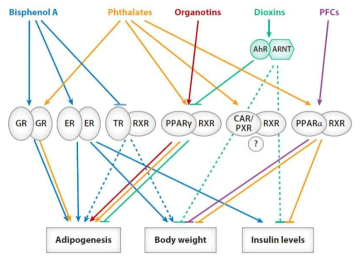 일부 화학물질이 대사성 질환에 미치는 영향 (Source: Casals-Casas and Desvergne, 2011)