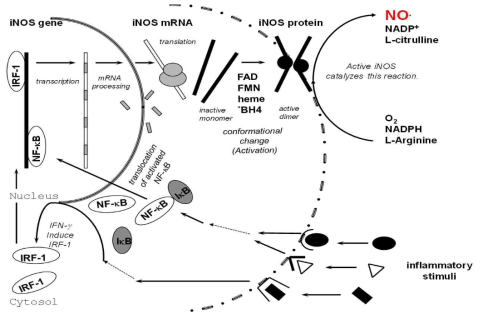 염증성 자극의 상호작용에 의한 세포에서의 Nitric oxide (NO) 생성 과정 (Kwon et al., Nitric Oxide 5, 2001;534-546)