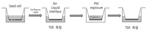 각막상피세포 3차원 배양 모델