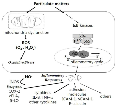 PM에 의한 미토콘드리아 활성저해도, 염증 반응 및 산화 스트레스 사이의 상관관계 (Toxicology Letters, 284(2018):152-160)