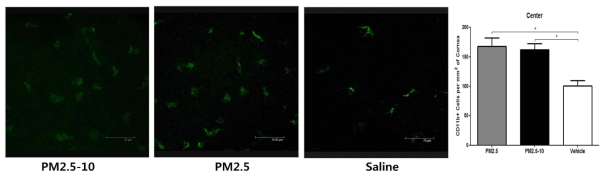 미세먼지 점안 후 각막 내 CD11b+ 양상인 염증세포의 침윤 변화