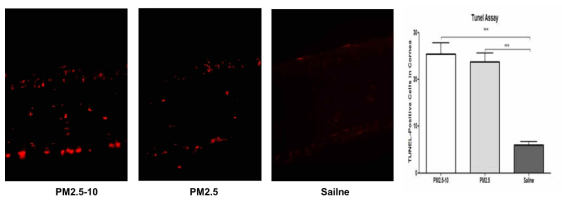 미세먼지 점안 후 각막상피층에 자가사멸된 세포수(red color) 변화