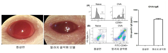 OVA감작 및 점안을 통해 알레르기 결막염 증상 변화