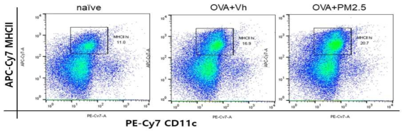 PM2.5에 노출된 군과 대조군(vehicle)의 경부림프절에서 활성화가 증가된 mature APCs (CD11c MHCII hi) 세포 변화