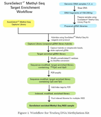 TruSeq DNA Methylation assay의 모식도