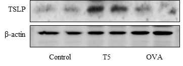 PHMG-P 노출 동물모델 의 폐조직에서 TSLP 발현 분석 Control: 생리식염수, T5: 0.25 PHMG(D7, 10)+0.083 PHMG(D14, 15, 16), OVA: ovalbumin