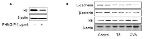 PHMG-P에 의한 IkB의 발현에 대한 영향 조사 (A) BEAS-2B, (B) Control: 생리식염수, T5: 0.25 PHMG(D7, 10)+0.083 PHMG(D14, 15, 16), OVA: ovalbumin
