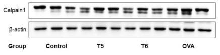 PHMG-P 노출 동물의 폐조직에서 Calpain-1에 활성에 대한 영향 조사 Control: 생리식염수, T5: 0.25 PHMG(D7, 10)+0.083 PHMG(D14, 15, 16), T6: 0.3 PHMG(D7, 10)+0.1 PHMG(D14, 15, 16), OVA: ovalbumin