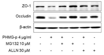 BEAS-2B에서 PHMG-P로 유도된 단백질 분해에 대한 Calpain 억제제의 영향조사
