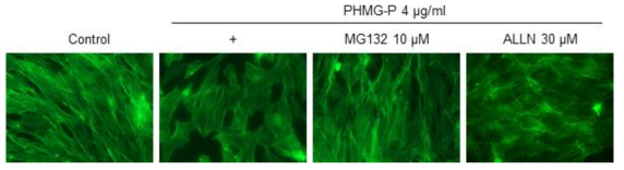BEAS-2B에서 PHMG-P로 유도된 F-actin 변형에 대한 Calpain 억제제의 영향조사