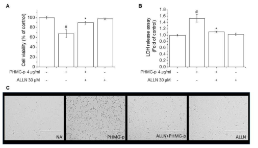 BEAS-2B에서 PHMG-P으로 유도된 세포사멸에 대한 Calpain 억제제의 영향조사 (A) MTT assay, (B) LDH assay, (C) 세포 이미지