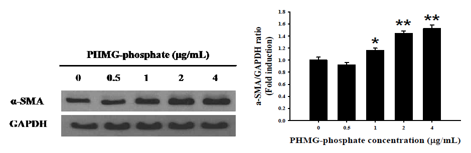 PHMG-P에 의한 섬유화세포 활성화 지표의 단백질 발현 변화
