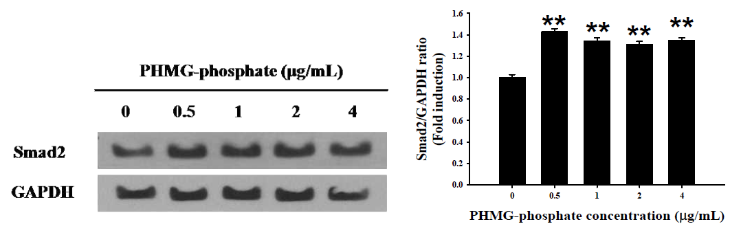 PHMG-P에 의한 Smad 단백질 발현 변화