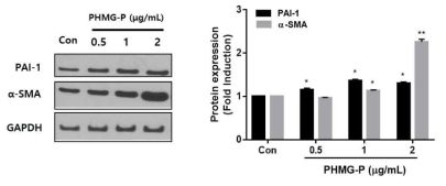 PHMG-P에 의한 근섬유아세포 분화 지표의 단백질 발현 변화