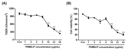 PHMG-P에 의한 밀착결합 변화 (A) TEER (B) 세포 생존률