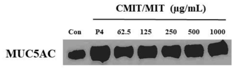 CMIT/MIT에 의한 뮤신단백질의 분비량 변화