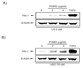 PHMG-P 처치에 따른 PAI-1의 단백질 발현 측정