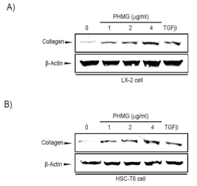 PHMG-P처치에 따른 Collagen의 단백질 발현 측정