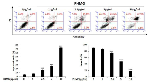 PHMG-P의 apoptosis 유도능 평가 결과