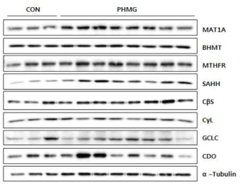 PHMG-P 단회투여에 의한 간 내 황함유아미노산대사 경로의 단백질 발현량 변화