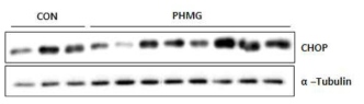 PHMG-P 단회투여에 의한 간 내 ER stress 매개 단백질 발현량 변화