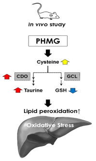 in vivo 실험계에서 PHMG-P 단회투여에 의한 간 내 Oxidative Stress 유발