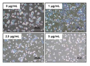 HepG2 세포에서 PHMG-P의 농도별 처리에 의한 세포 형태학적 변화