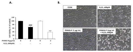 AML12 세포에 PHMG-P처리후 H2O2에 노출되었을 때 세포생존율 변화